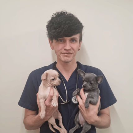 Image shows male vet holding two small dogs at Chorley vets