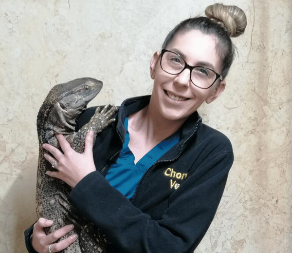 Chorley vets veterinary assistant holding reptile