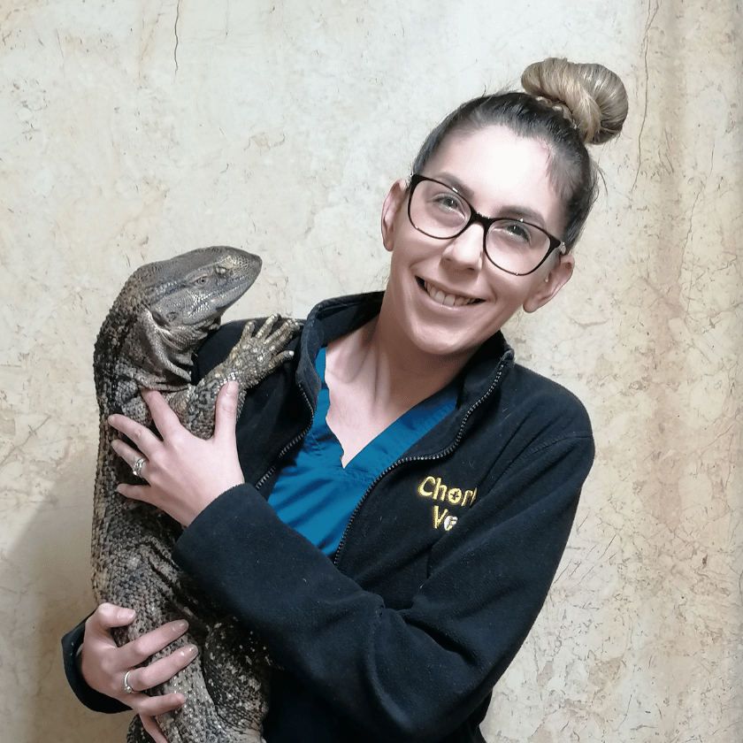 Chorley vets veterinary assistant holding reptile