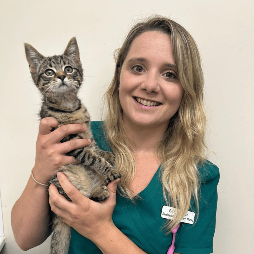 Smiling female veterinary nurse holding a tabby kitten