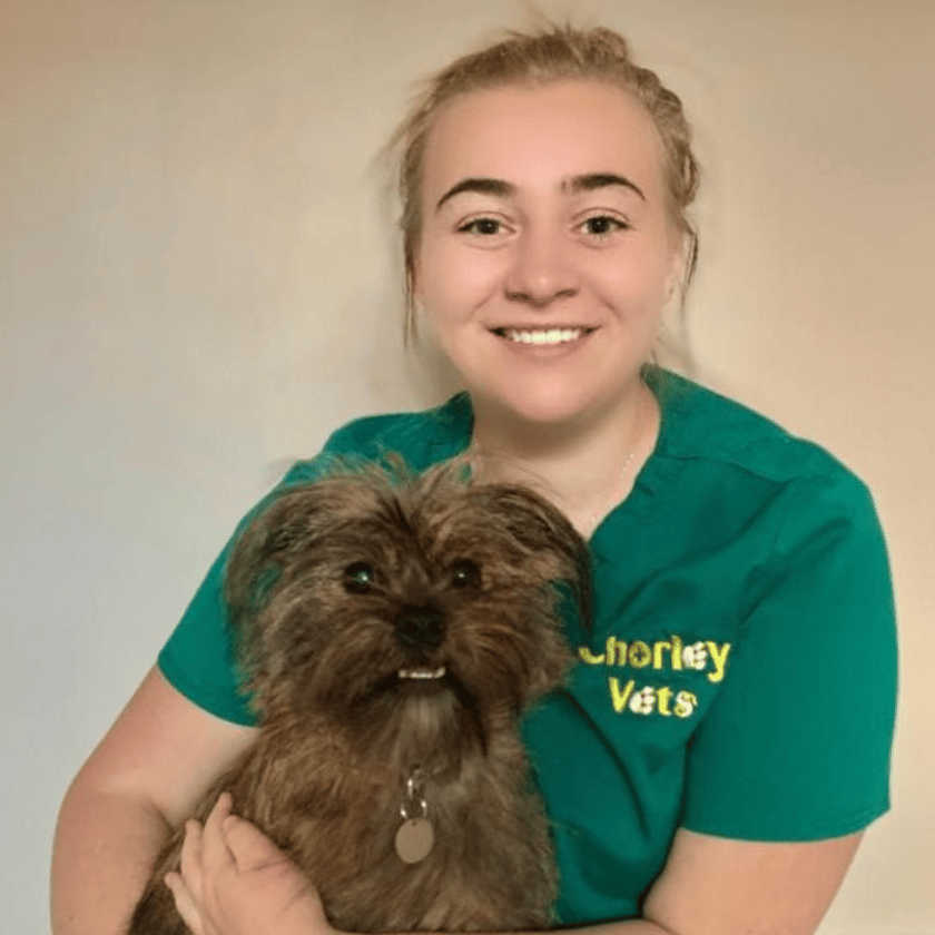 Image shows senior veterinary nurse holding a scruffy brown little dog