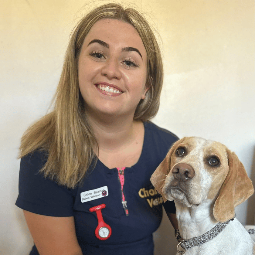 Female student veterinary nurse at chorley vets sat at the side of a beagle