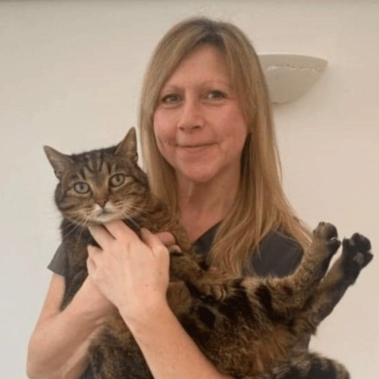 Image shows Blonde female veterinary receptionist at Chorley Vets holding a big cuddly tabby cat