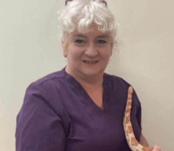 Image shows Chorley vets Finance officer holding an orange snake