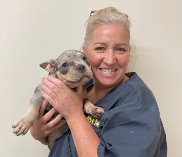 Female Veterinary Care Assistant smiling holding a bulldog puppy at Chorley vets