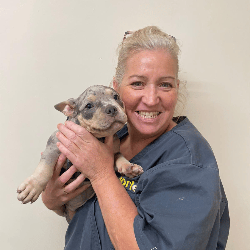 Female Veterinary Care Assistant smiling holding a bulldog puppy at Chorley vets