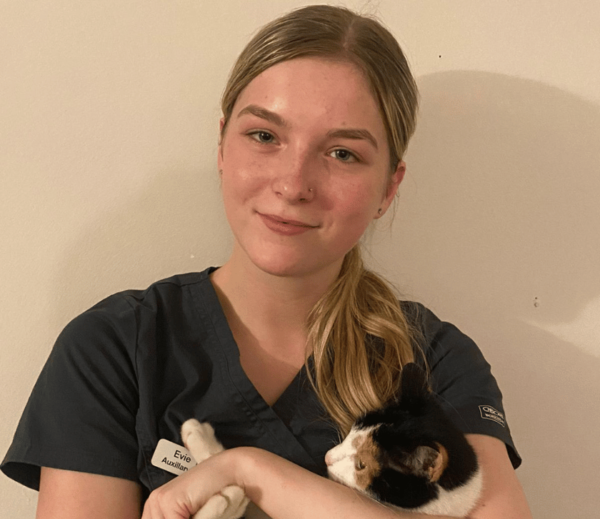 Image shows young female auxiliary assistant at Chorley vets holding a tortoise shell cat