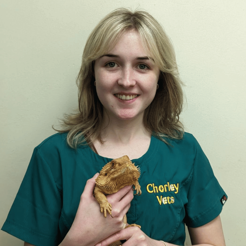 Image shows female veterinary nurse at Chorley vets holding an Iguana