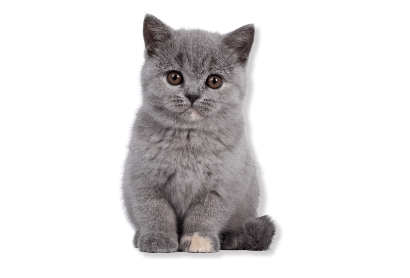 Chorley-vets-grey-kitten