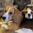 Image shows 2 Beagles