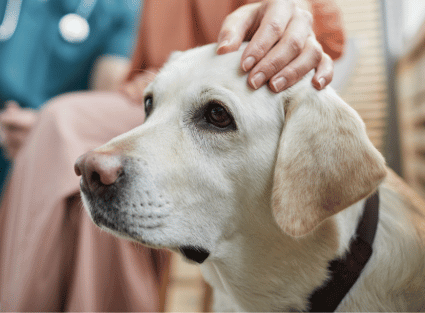 Image shows Golden Labrador at the vets