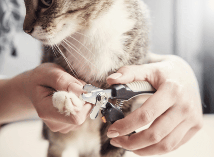 Image shows cat having his claws clipped