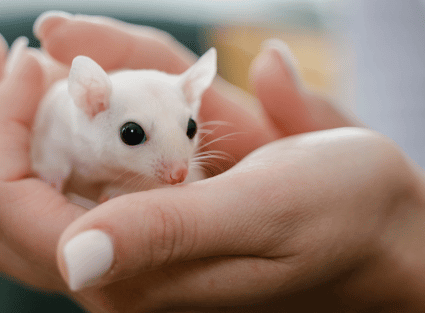 Image shows white marsupial in a womans hands