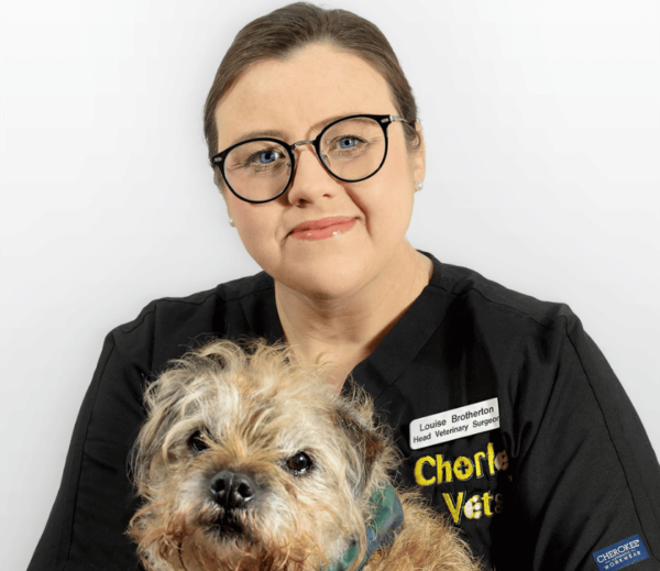 Image shows female veterinary surgeon at Chorley vets holding an old dog