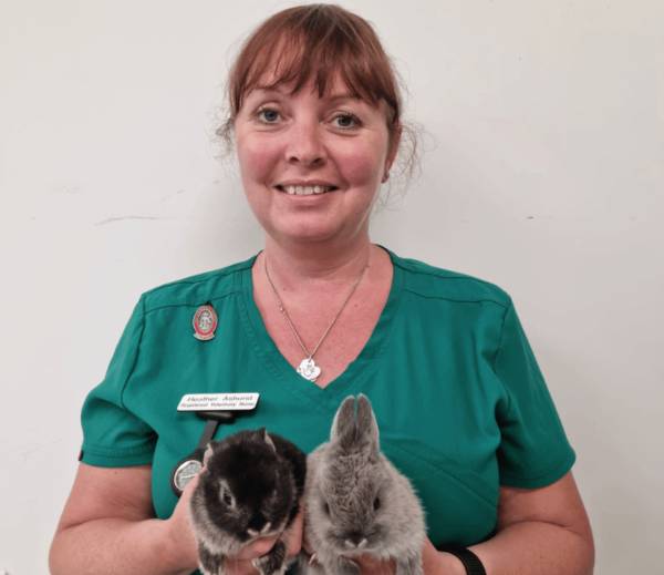 Image shows veterinary nurse holding two baby bunny rabbits at Chorley vets