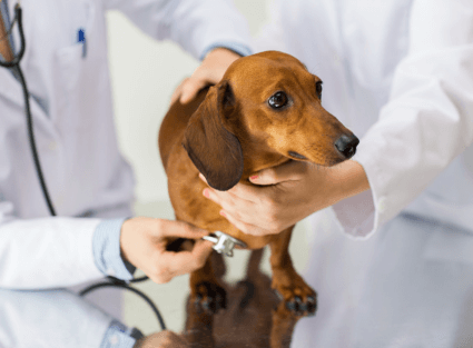 close up of vet with stethoscope and dog at clinic