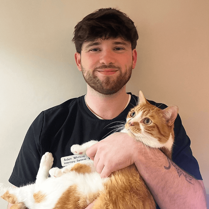Veterinary surgeon wearing a name badge holds an orange and white cat, both facing the camera against a plain indoor background.