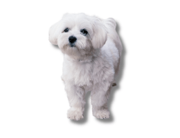 Chorley-Vets-Pet Health-Plan-Small-Dog A small white fluffy dog with dark eyes stands facing forward, casting a shadow beneath it.