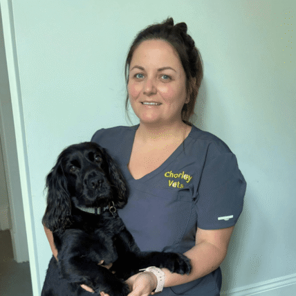 Chorley Vets team member holding a black cocker spaniel while wearing navy veterinary scrubs.