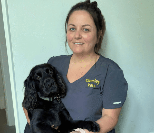Chorley Vets team member holding a black cocker spaniel while wearing navy veterinary scrubs.