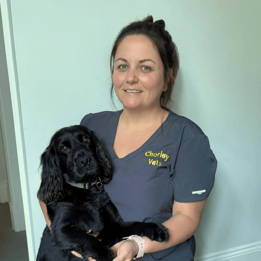 Chorley Vets team member holding a black cocker spaniel while wearing navy veterinary scrubs.